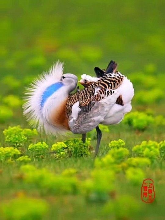 Birds video