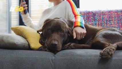 Did You Know Petting a Dog Can Be Amazing For Your Health! Do It Now!