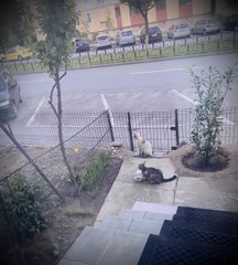 Guess which one of them is my cat...