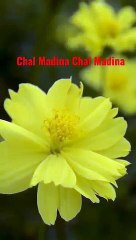 %23Naat_Shareef_-Chal_Madina_Chal_Madina%23Youtube%23Shorts%23Shorts_with_lyrics%23(360p)