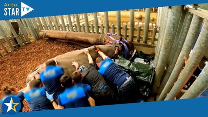 Zoo de Beauval : les images impressionnantes de l'opération dentaire d'un rhinocéros de 2 tonnes dév
