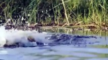 Brutal! Crocodile Suddenly Rushed To Grab The Heads Of Two Lions When They Invaded His Territory