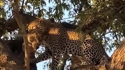Evil Leopard Kidnap Lion Baby And The Price Pay! Wild Animals Documentary