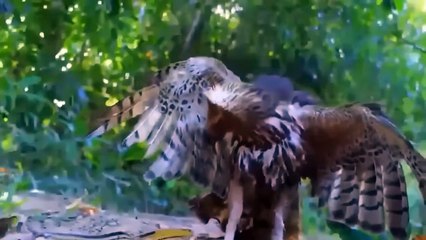 Epic Clash Between Eagle And Most Venomous Snake in the World, What Will Be The Result