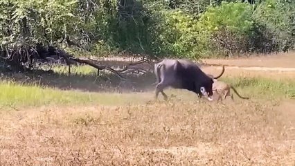 Incredible! Mother Buffalo Defeats Leopard With Her Long Horns To Rescue Her Baby
