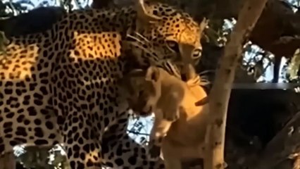 Pitiful! Mother Leopard Painfully When Her Cubs Become Meal Of Lion And Dire Revenge!