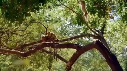 Tearful Rescue! Brave Mother Wild Boar Fight With Lion To Save Her Cubs