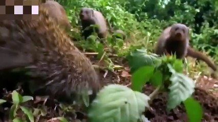 Thrilling! Cobra Risked Its Life To Launch A Powerful Bite To Defeat Mongoose To Escape