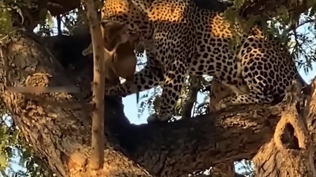 The Price To Pay For Ferocious Bear, When It Risked Its Life To Capture And Torture Lion Baby