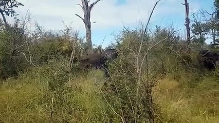 Tragic! Angry Buffalos Torture Lion Family To D.eath To Avenge Their Baby