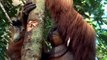 BBC The Wonder of Animals 07 of 12 - Great Apes