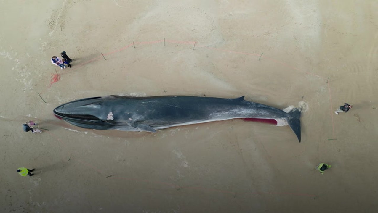 Dead whale removed from Yorkshire beach after becoming macabre tourist attraction