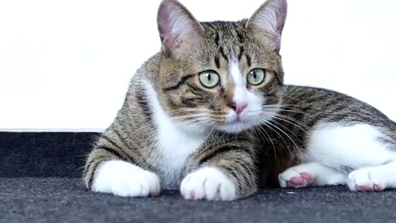 A Fluffy Cat on the Floor