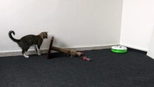 A Cat Never Gets Bored