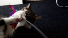 Cat Wiggles His Butt and Attacks the Toy