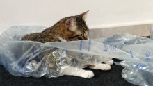 Silly Cat Hides Behind Transparen Sheet of Plastic