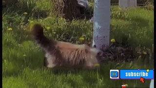 what are you doing | #daily #dailymotion #dailymotionshorts #shorts #youtubeshorts #funny #cats #fun #jokes #cats #cat #viral #youtubeshorts