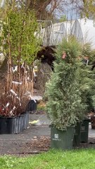 Moose Nibbles on Trees at Plant Nursery