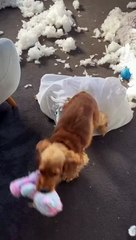 Cocker Spaniel Rips Up Cushion