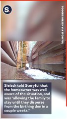 Coyote Family Makes Den Under House