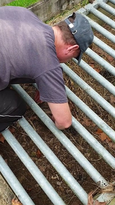 Rescuing a Trapped Hedgehog and Nursing it Back to Health