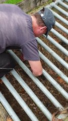 Rescuing a Trapped Hedgehog and Nursing it Back to Health