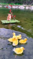 Amazing video must watch it friend