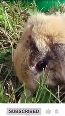 World of Animel a Comprehensive Overview #Animel #AnimelOverview