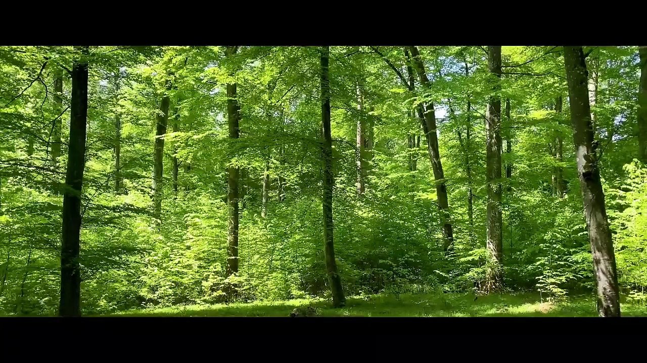 Vogelgezwitscher , Wald im Mai, Frühling, zur Entspannung