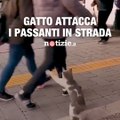 Il gatto pestifero che attacca i passanti per la strada