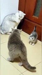 Cats fighting but I don’t know why