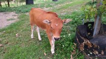 calf in camping area