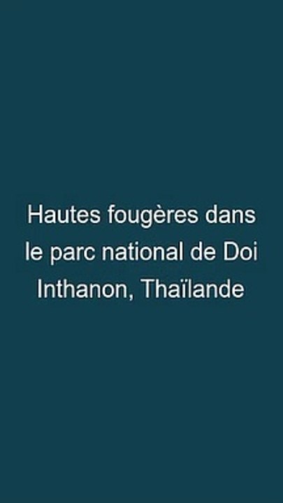 Hautes fougères dans le parc national de Doi Inthanon, Thaïlande