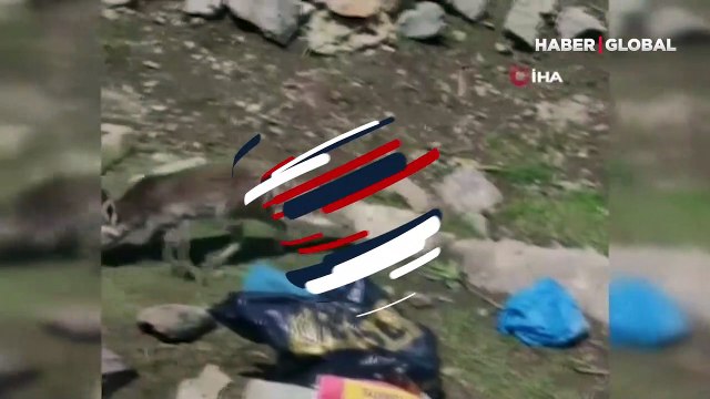 Cep telefonuna yansıdı... Davetsiz misafir aç tilki, piknikçilerin yemeğini yedi