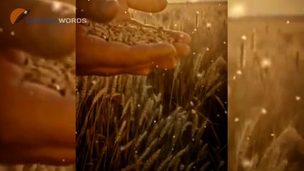 Saying of Hazrat Ali | Best Quotes of Hazrat Ali