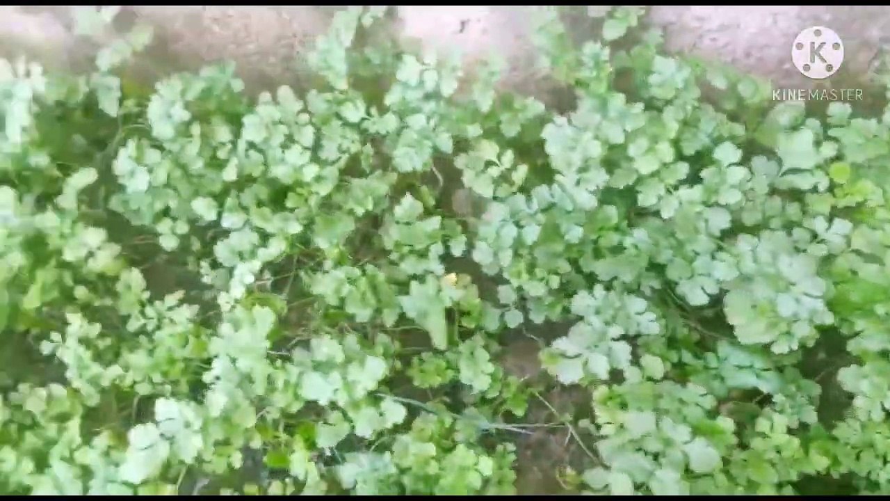 My kitchen garden tour_beautiful flowers and organic vegetables