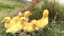 The kitten takes three ducklings on an outdoor trip