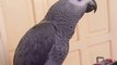 African Gray Parrot Talking | Amazon Gray Parrot