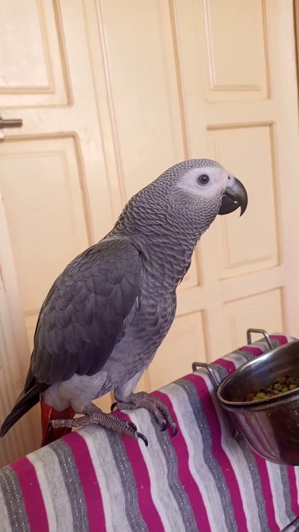 African Gray Parrot Talking | Amazon Gray Parrot - video Dailymotion