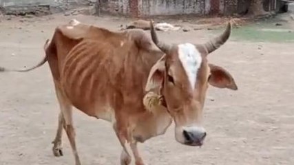 मुंगेर की इस गौशाला में हर दिन हो रही गायों की मौत, देखिए क्या है वजह