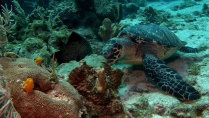 Impeccable Symbiotic relationship with Hawksbill Turtle and Angelfish *Wonders of Nature*
