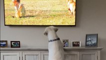 Labrador gets excited and starts jumping after seeing lions on the TV