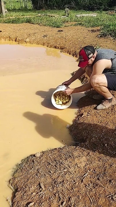 Ducklings Swim For The First Time
