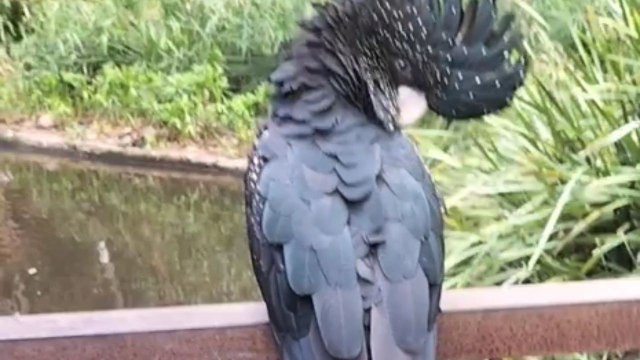 Enraged Cockatoo in Melbourne Zoo attacks visitors *Animal Attack*