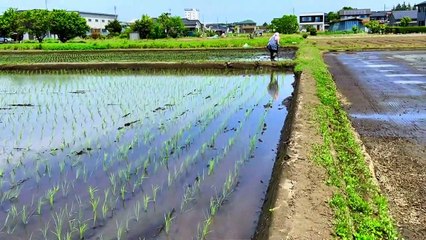 Japanese rice making