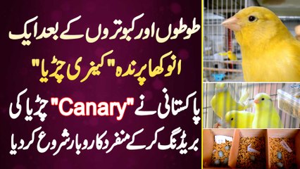 Pakistani Ne Unique Bird "Canary Sparrow" Ki Breeding Shuru Kar Ke Unique Business Shuru Kar Dia