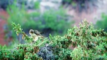 AMAZING BIRDS Beautiful birds  inhabit all terrestrial on the planet earth.