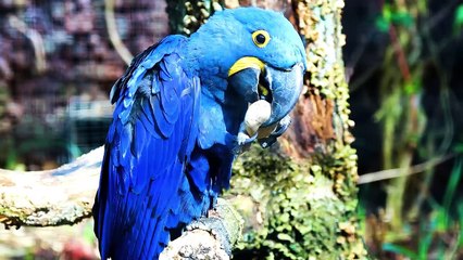AMAZING BIRDS Beautiful birds  inhabit all terrestrial on the planet earth.
