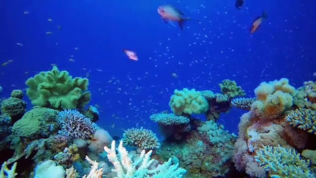 How many kinds of fishes according to science -Truth of Islam