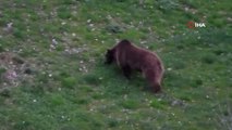 Erzurum'da boz ayının rahat tavırları vatandaşları tedirgin etti